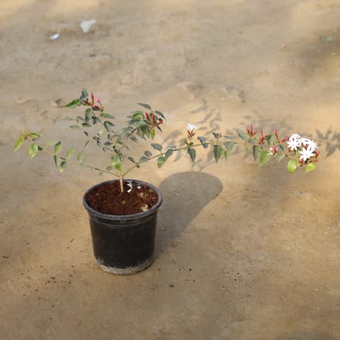 Kund Bel / Star Jasmine in 6 Inch Nursery Pot