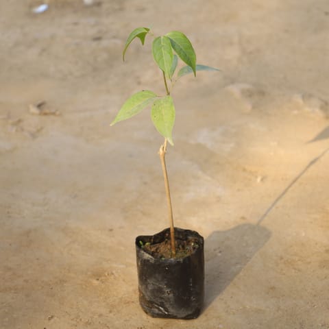 Lassan Bel / Garlic Vine in 4 Inch Nursery Bag