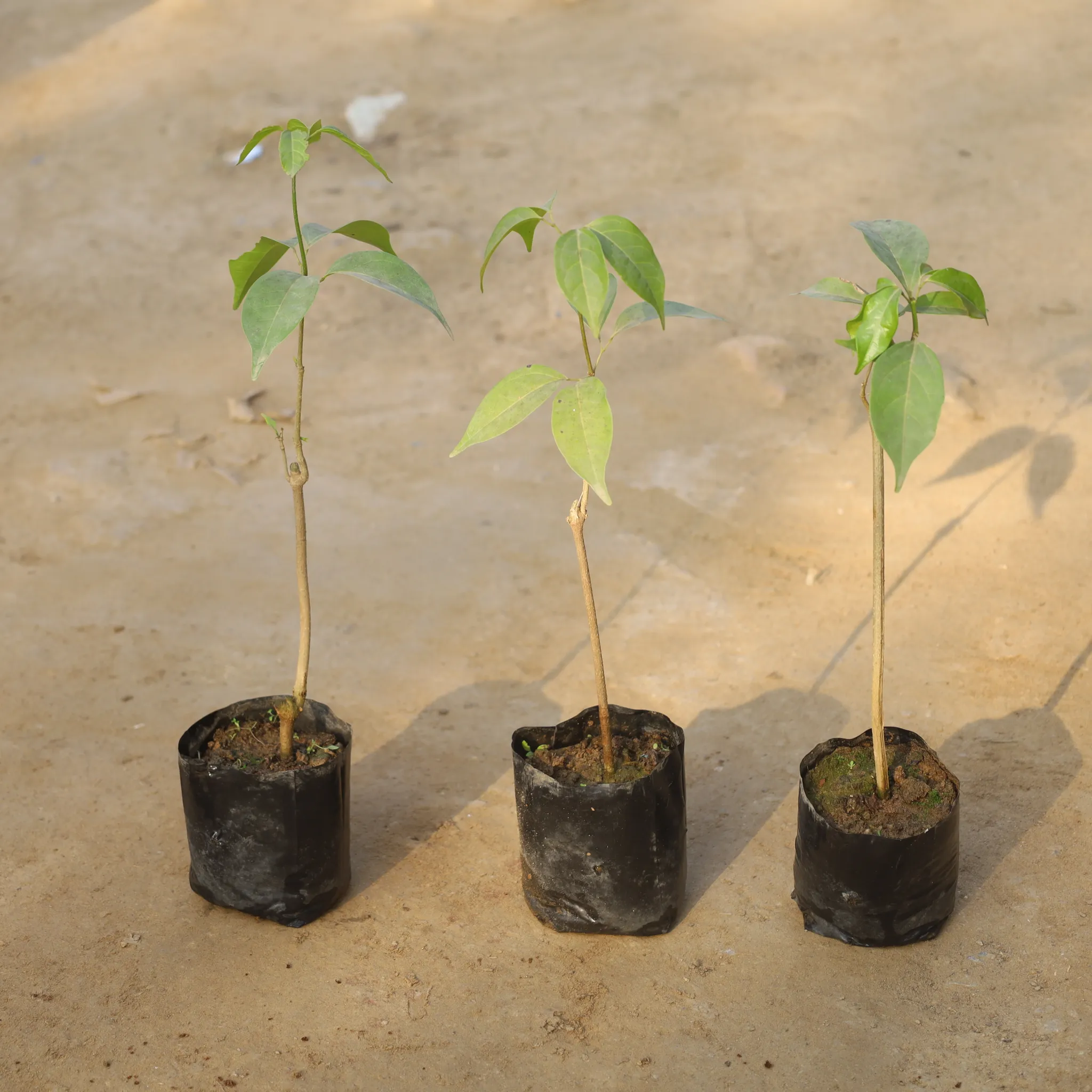 Set Of 3 - Lassan Bel / Garlic Vine in 4 Inch Nursery Bag