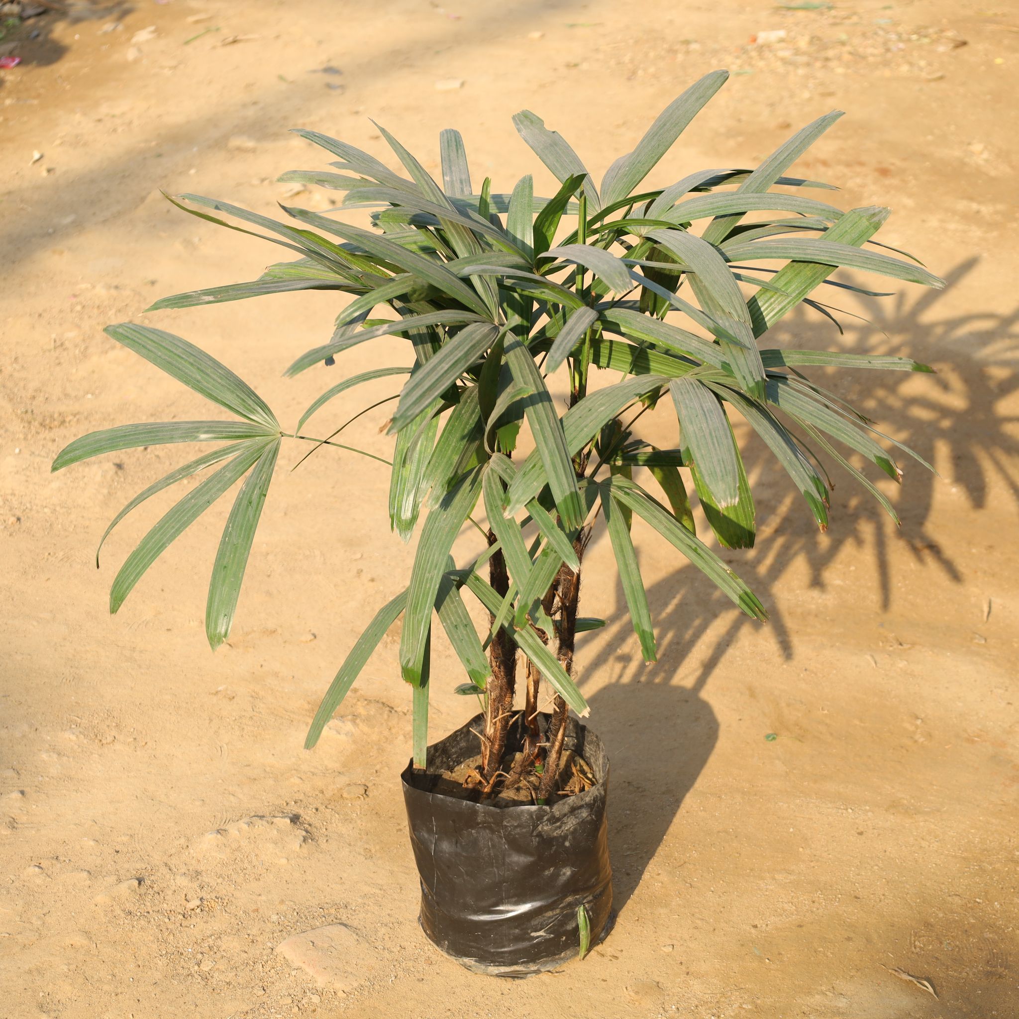 Raphis Palm / Broad Leaf Lady Palm (3-4 Ft) in 12 Inch Nursery Bag