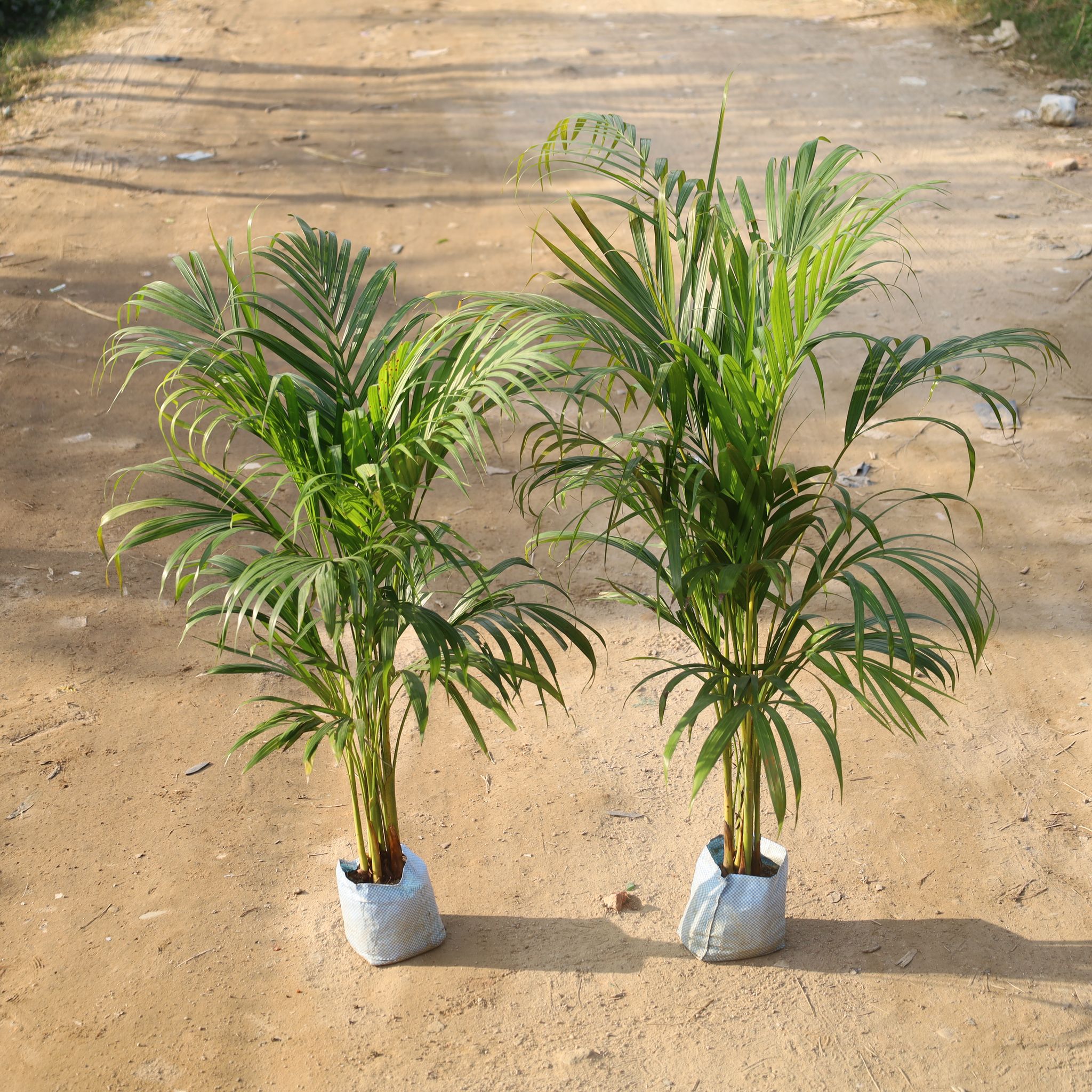 Set Of 2 - Areca Palm in 8 Inch Nursery Bag
