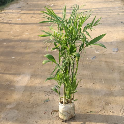 Bamboo Palm / Cane Palm / Scotia Palm Bushy in 10 Inch Nursery Bag