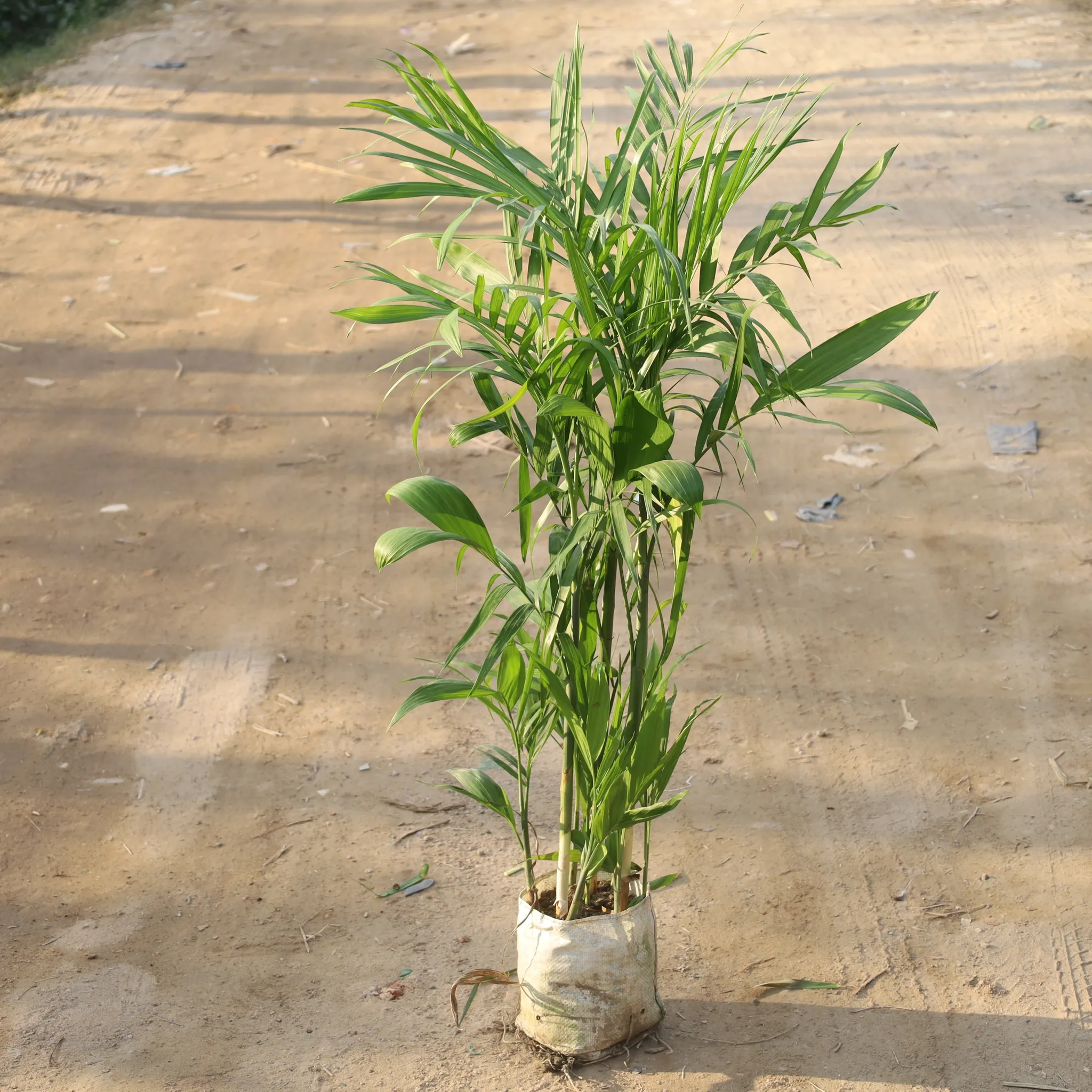 Bamboo Palm / Cane Palm / Scotia Palm Bushy in 10 Inch Nursery Bag