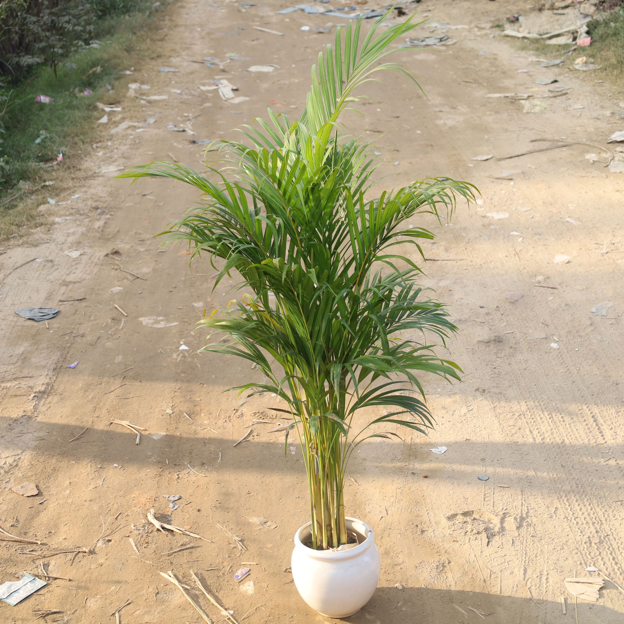 Areca Palm Indoor (3-4 Ft) in 8 Inch Matki Ceramic Pot (Any Design, Colour)