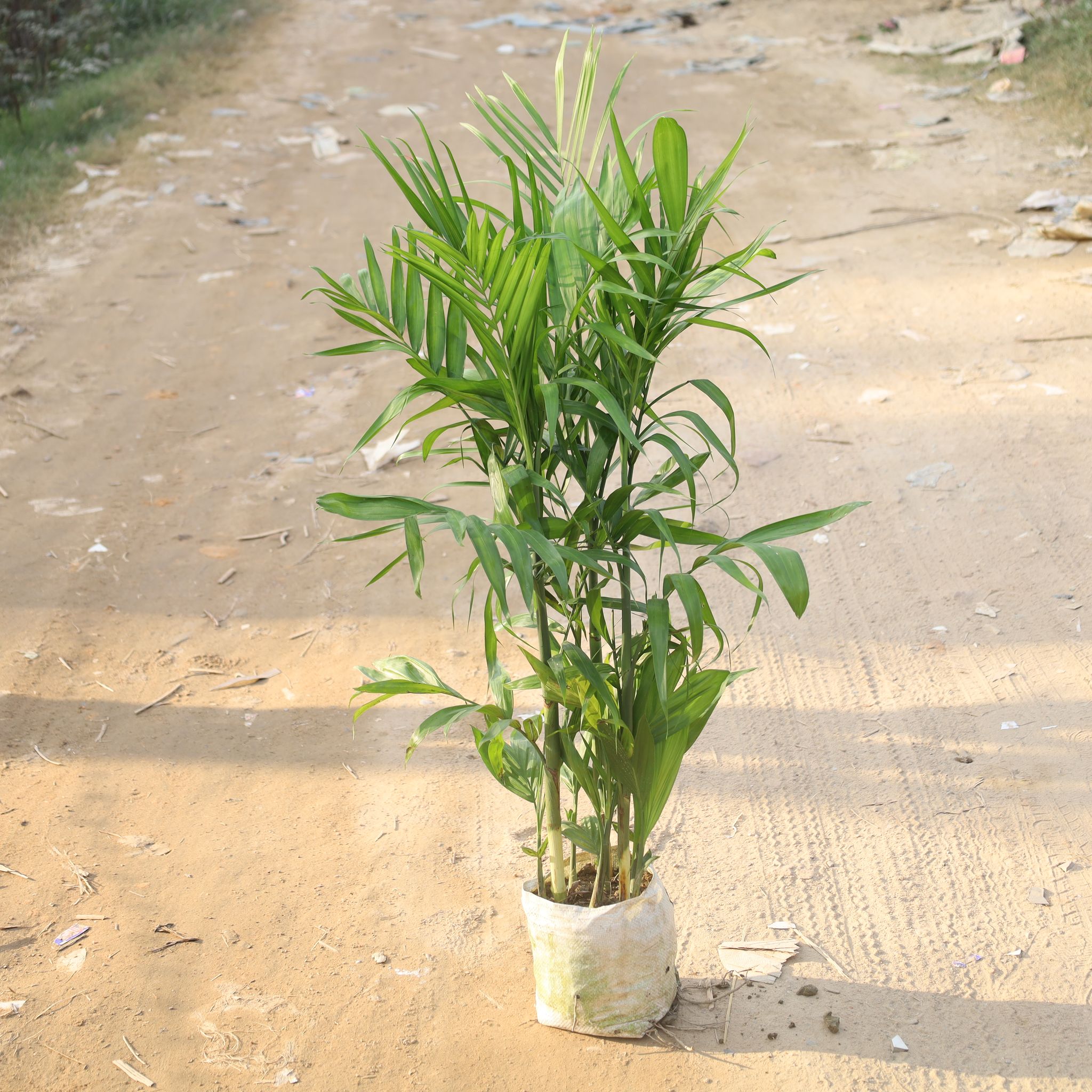 Cane Palm / Scotia Palm / Bamboo Palm (3.5-4 Ft) in 10 Inch Nursery Bag