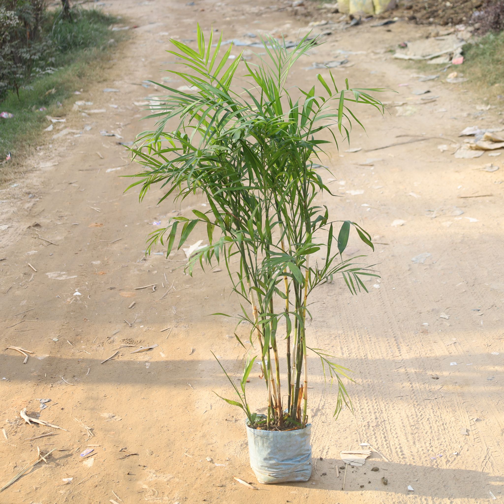 Cane Palm / Bamboo Palm / Scotia Palm (4.5-5 Ft) in 12 Inch Nursery Bag
