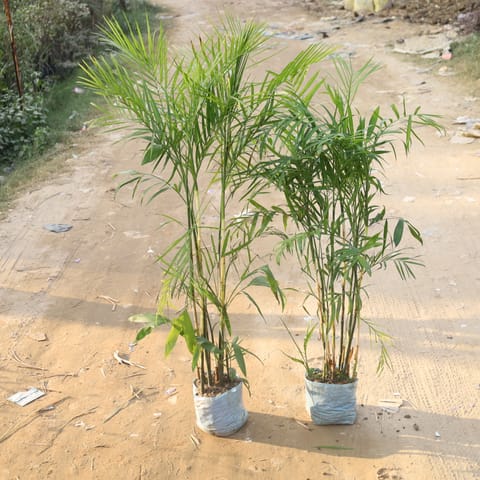 Set Of 2 - Scotia Palm / Cane Palm / Bamboo Palm (4.5-5 Ft) in 12 Inch Nursery Bag