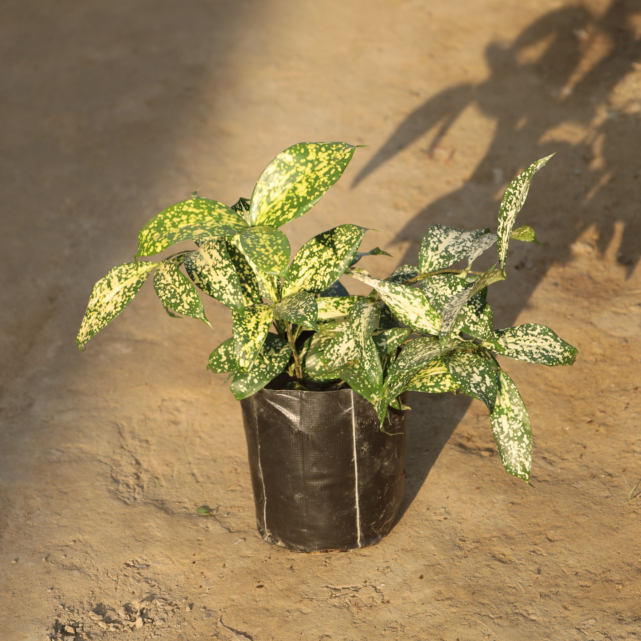Dracaena Silver Dust in 5 Inch Nursery Bag