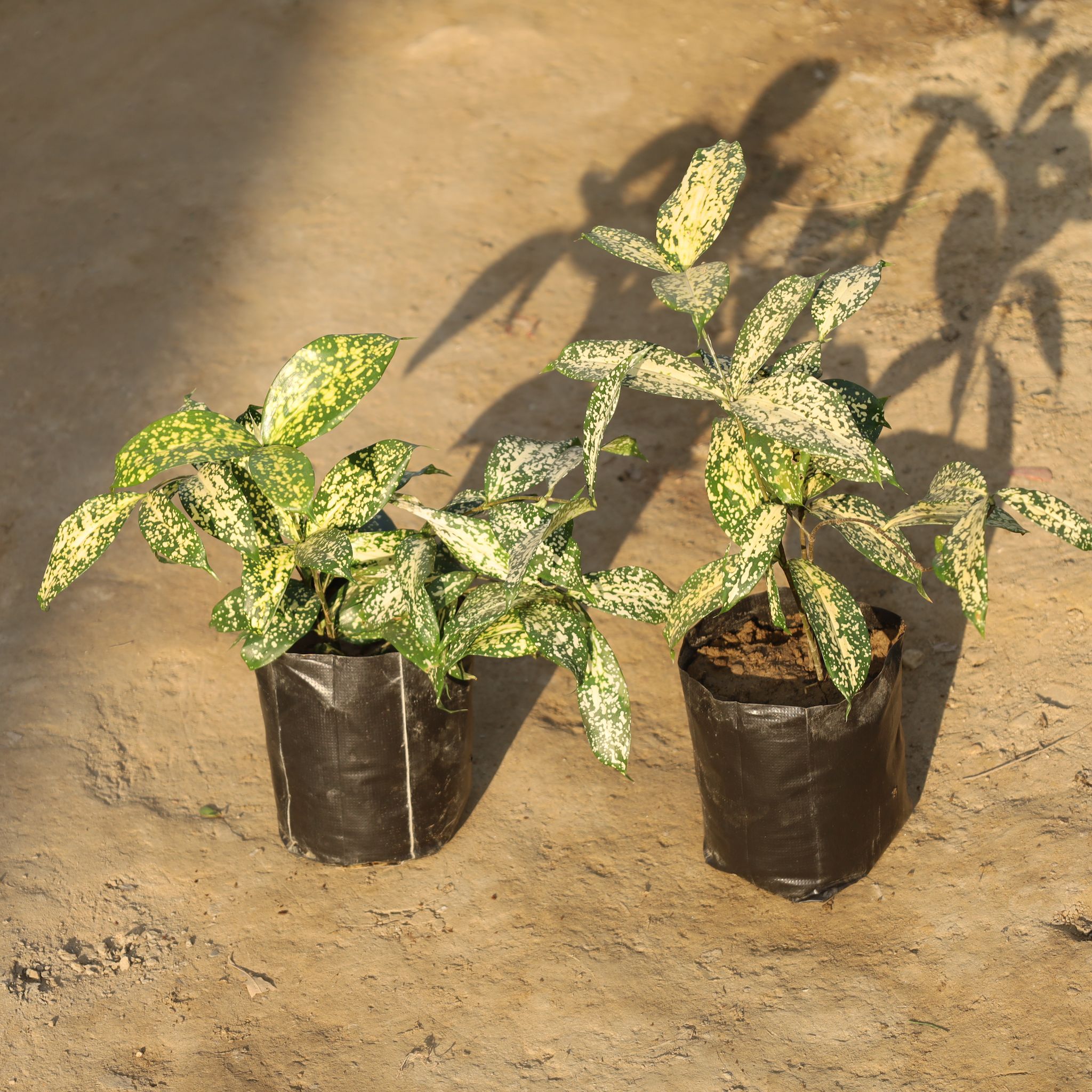 Set Of 2 - Dracaena Silver Dust in 5 Inch Nursery Bag