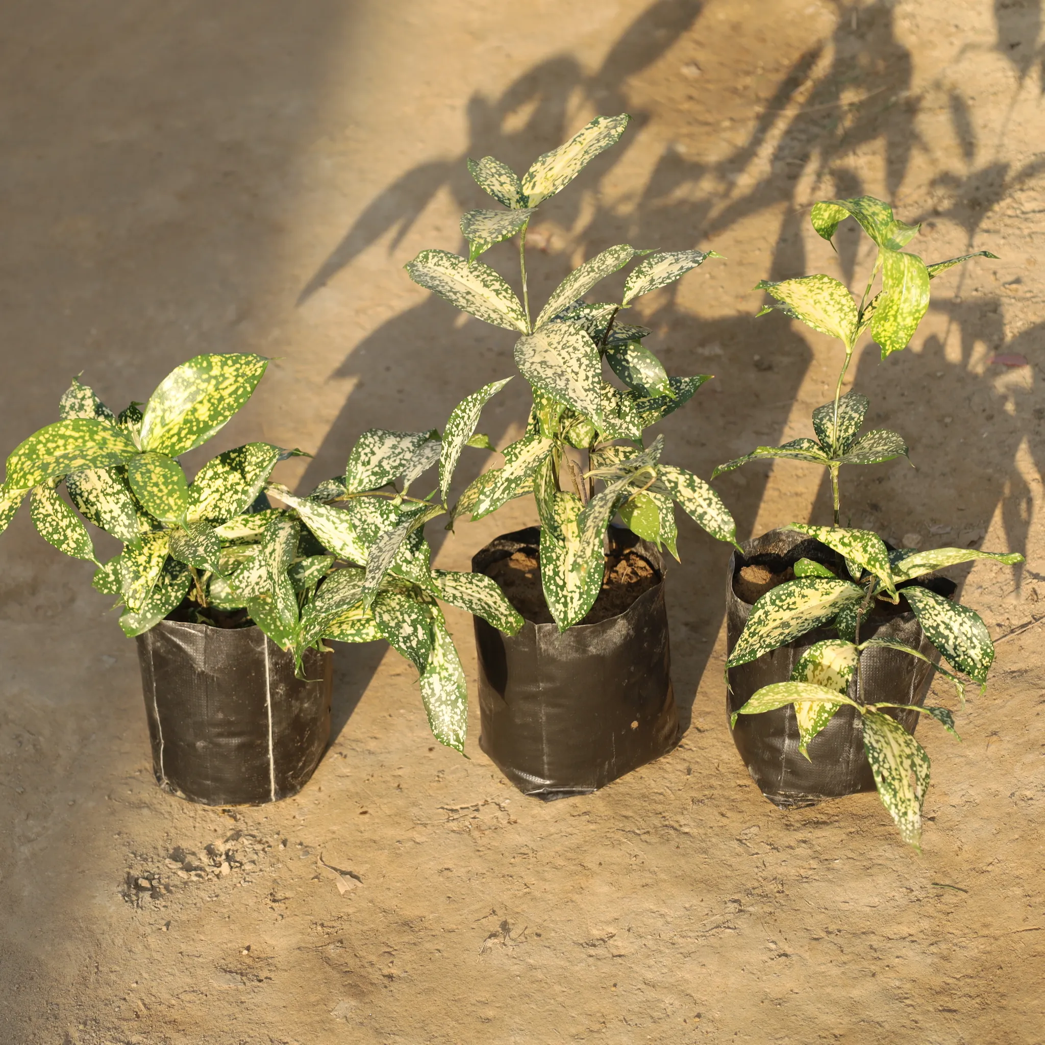Set Of 3 - Dracaena Silver Dust in 5 Inch Nursery Bag