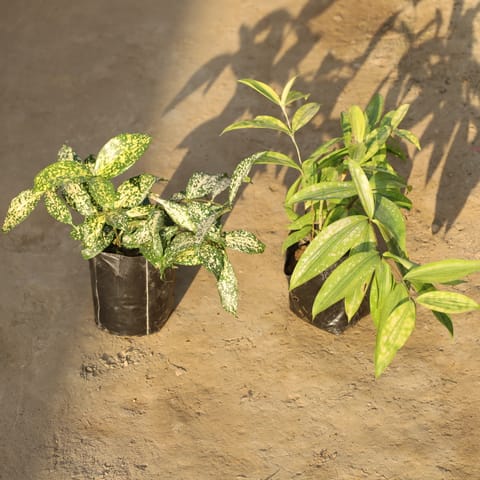 Set Of 2 - Dracaena Gold Dust in 5 Inch Nursery Bag