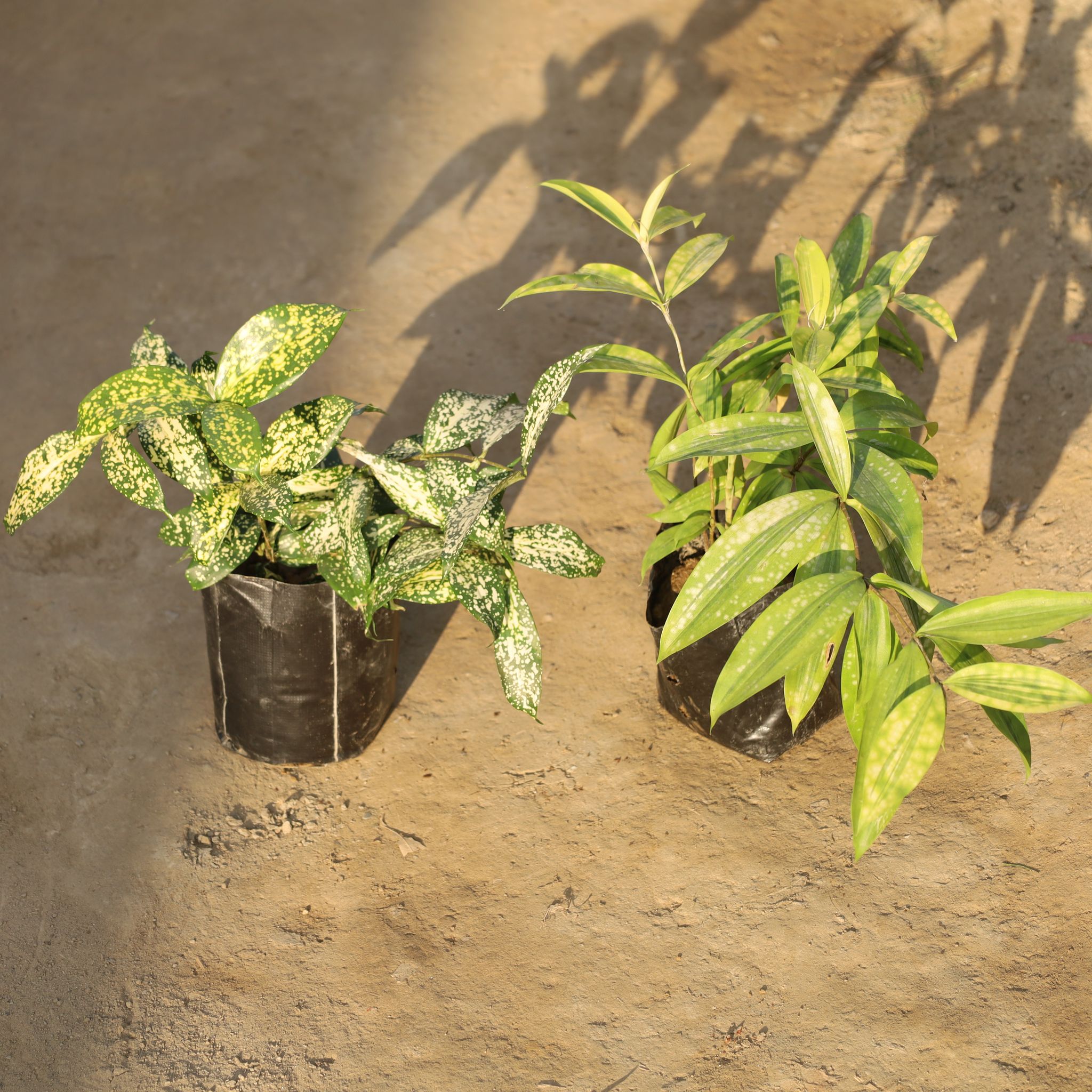 Set Of 2 - Dracaena Gold Dust in 5 Inch Nursery Bag