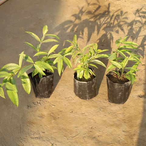 Set Of 2 - Dracaena Gold Dust Indoor in 5 Inch Nursery Bag