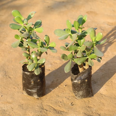 Set Of 2 - Crassula Ovata / Dhan Kuber in 4 Inch Nursery Bag