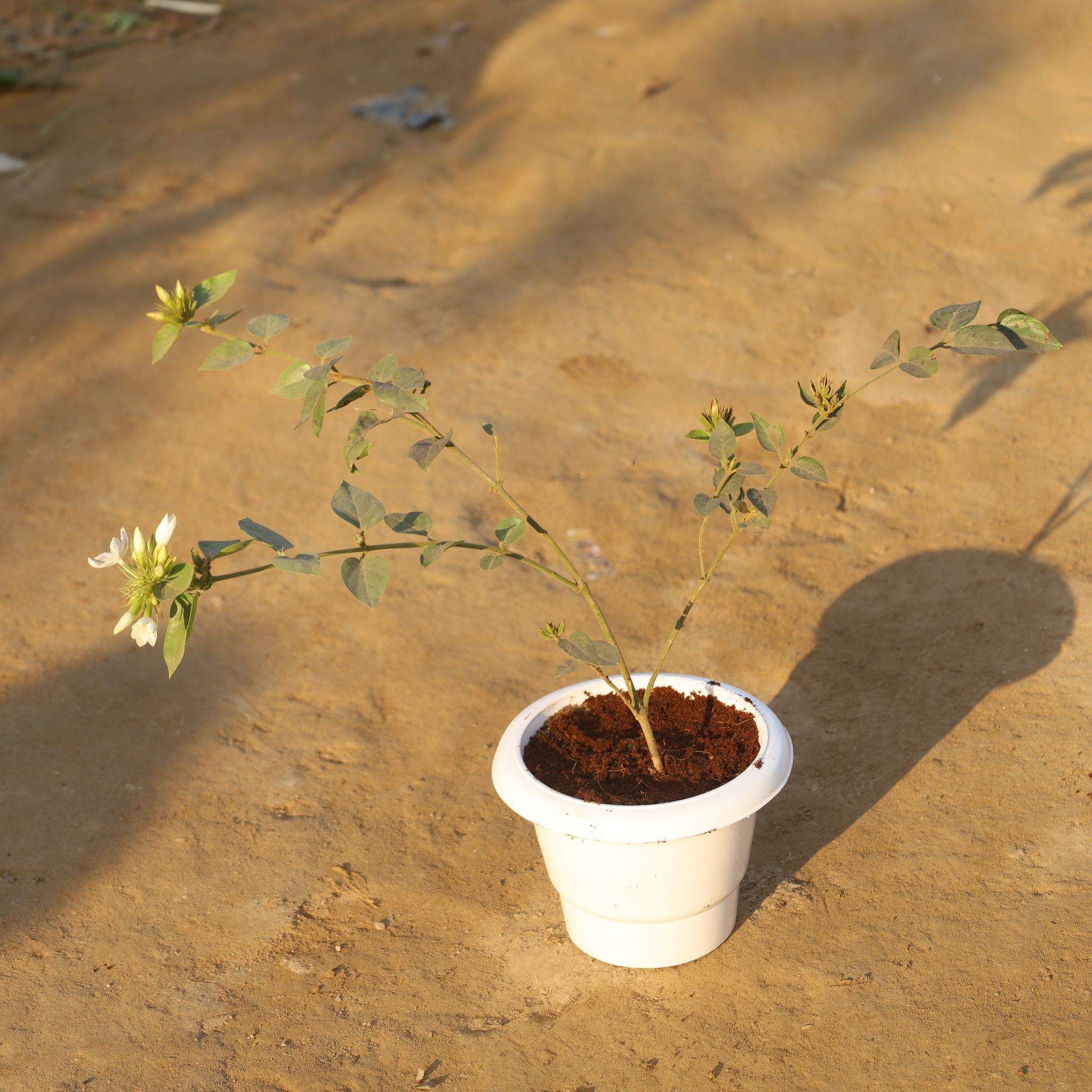 Juhi Jasmine in 6 Inch White Classy Plastic Pot