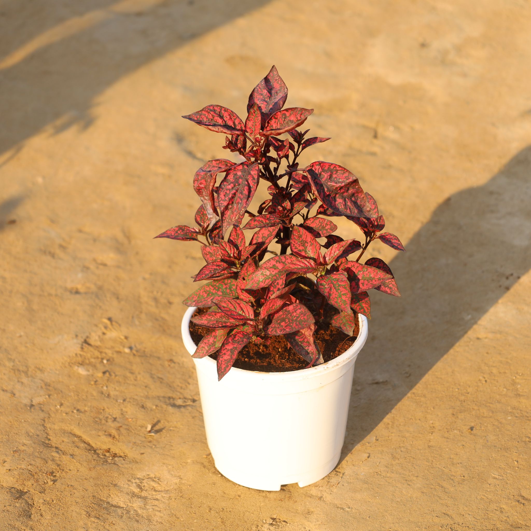 Hypoestes / Polka Dot Red in 6 Inch White Classy Plastic Pot