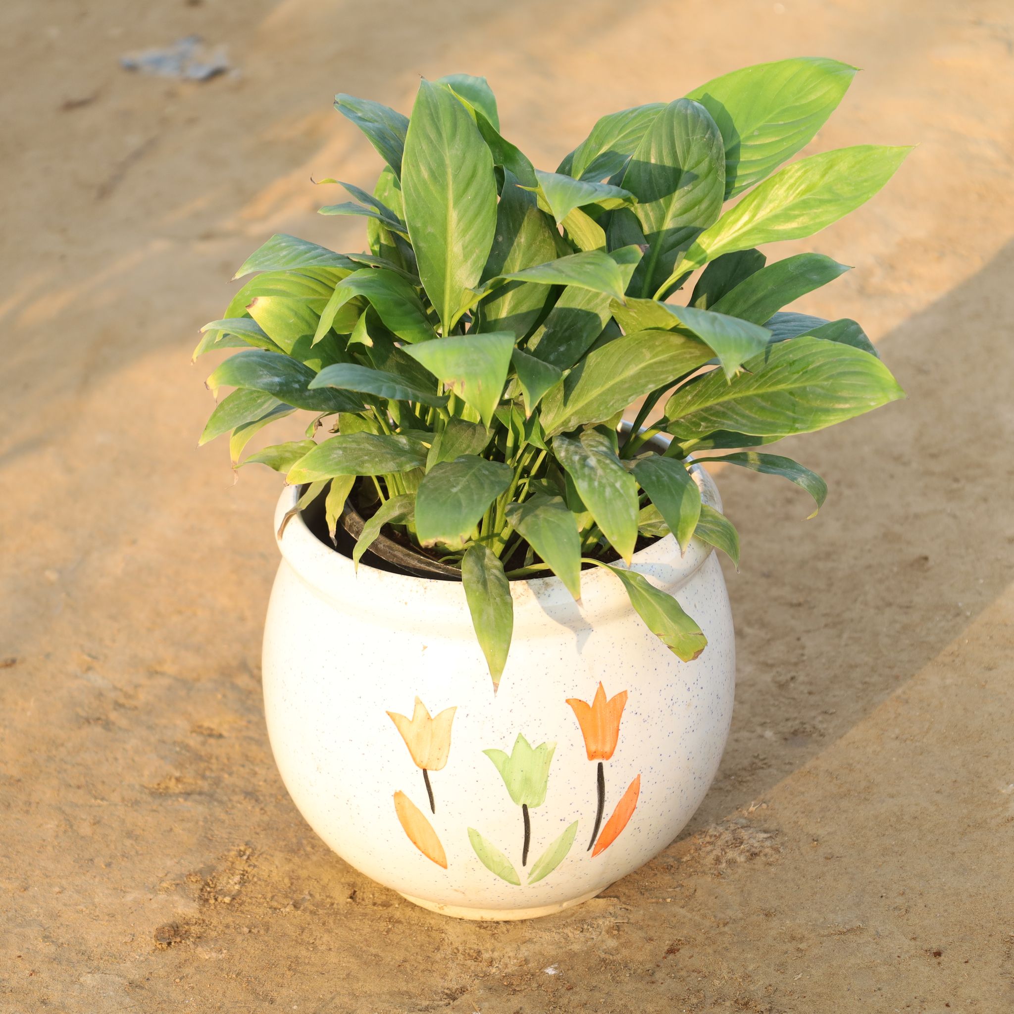 Peace Lily Bushy Mother Plant in 8 Inch Nursery Bag