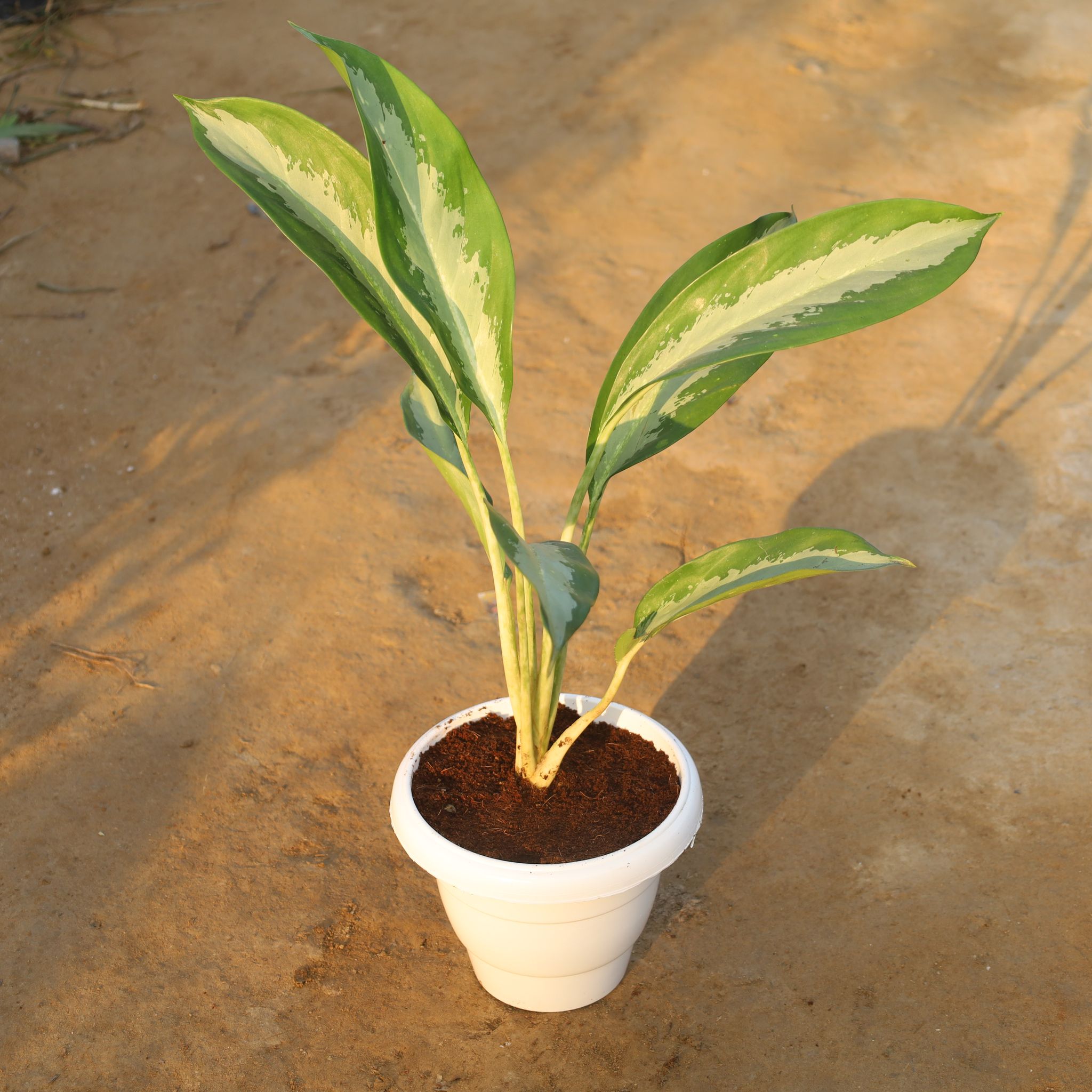 Aglaonema Silver Queen in 8 Inch White Classy Plastic Pot