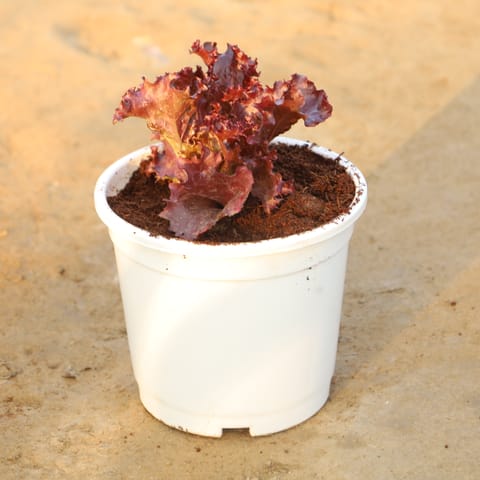 Lettuce Red / Salad Patta in 6 Inch Nursery Pot