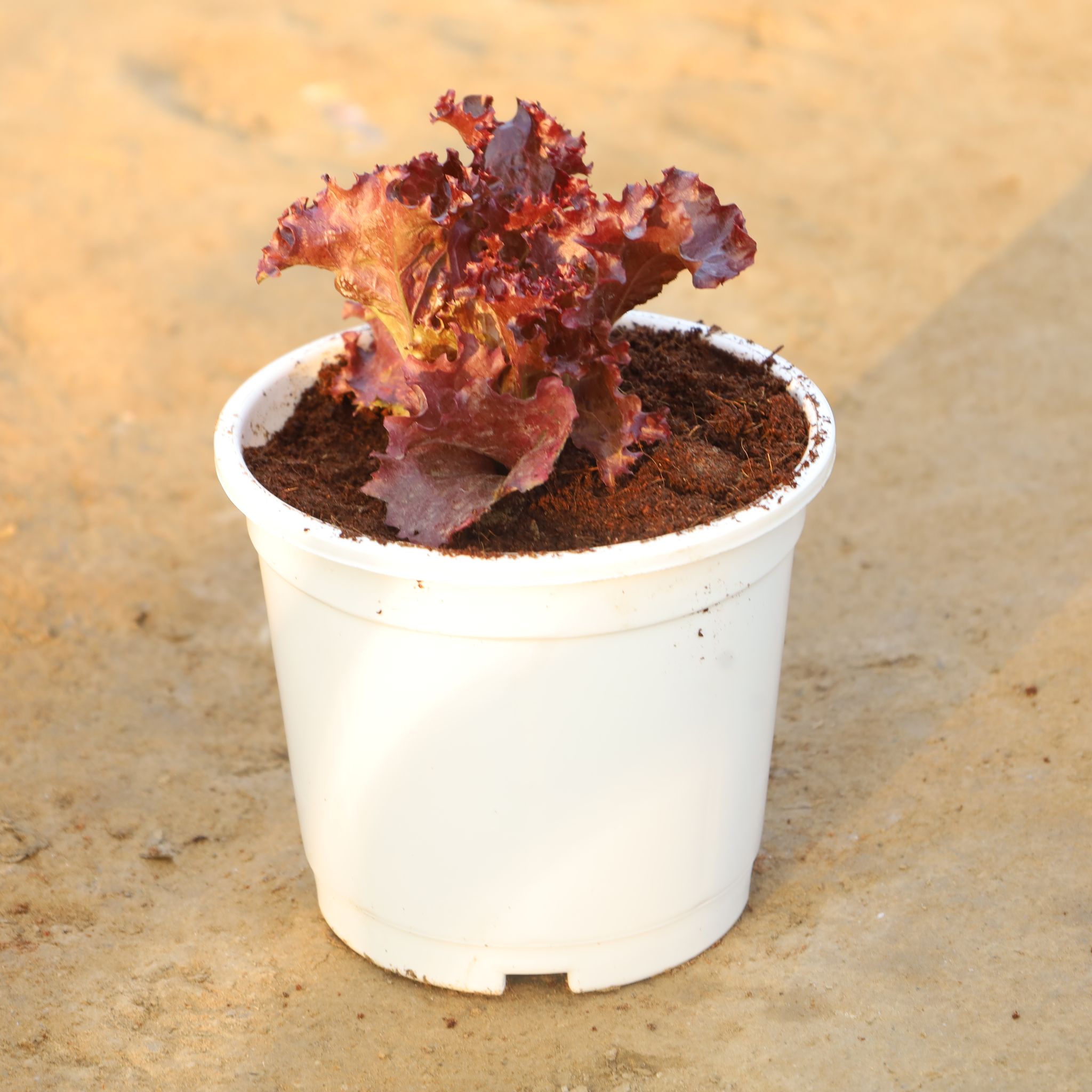 Lettuce Red / Salad Patta in 6 Inch Nursery Pot