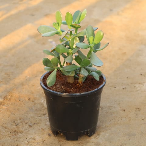 Crassula Ovata in 6 Inch Nursery Pot
