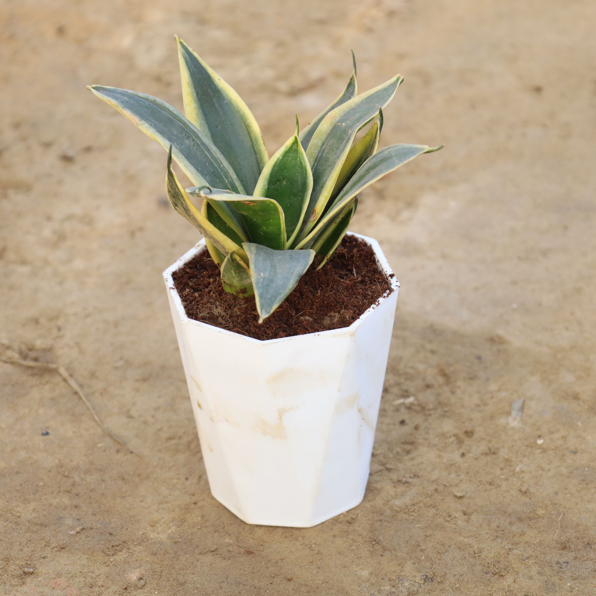 Snake Golden Dwarf in 4 Inch White Premium Diamanti Plastic Pot