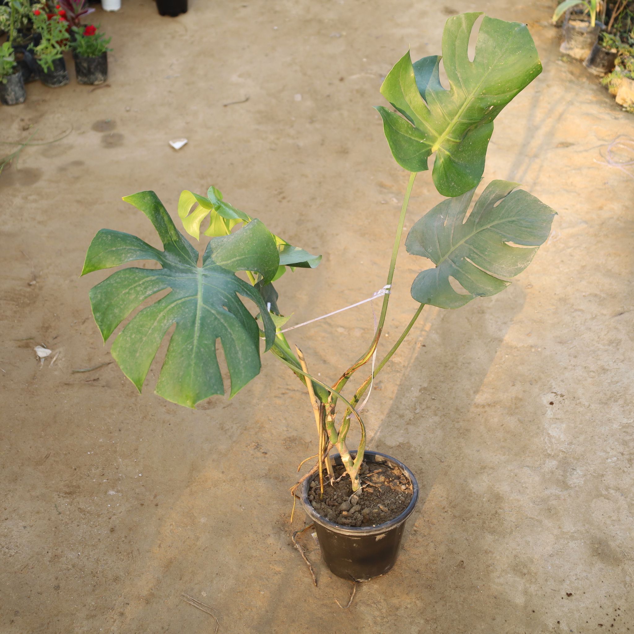 Monstera Deliciosa in 8 Inch Nursery Pot