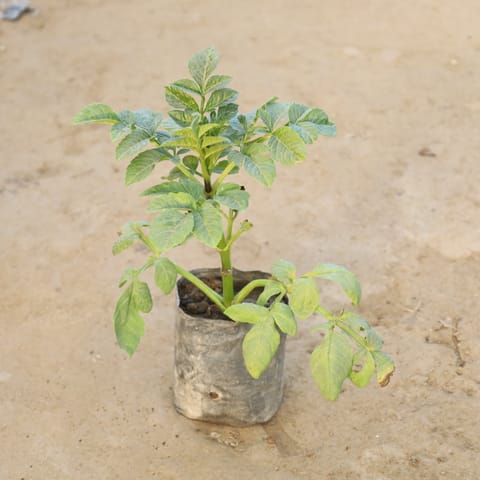 Dahlia Double (Any Colour) in 4 Inch Nursery Bag