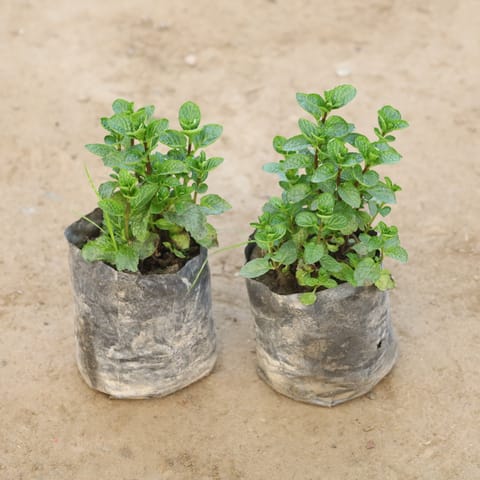 Set Of 2 - Mint / Pudina in 4 Inch Nursery Bag