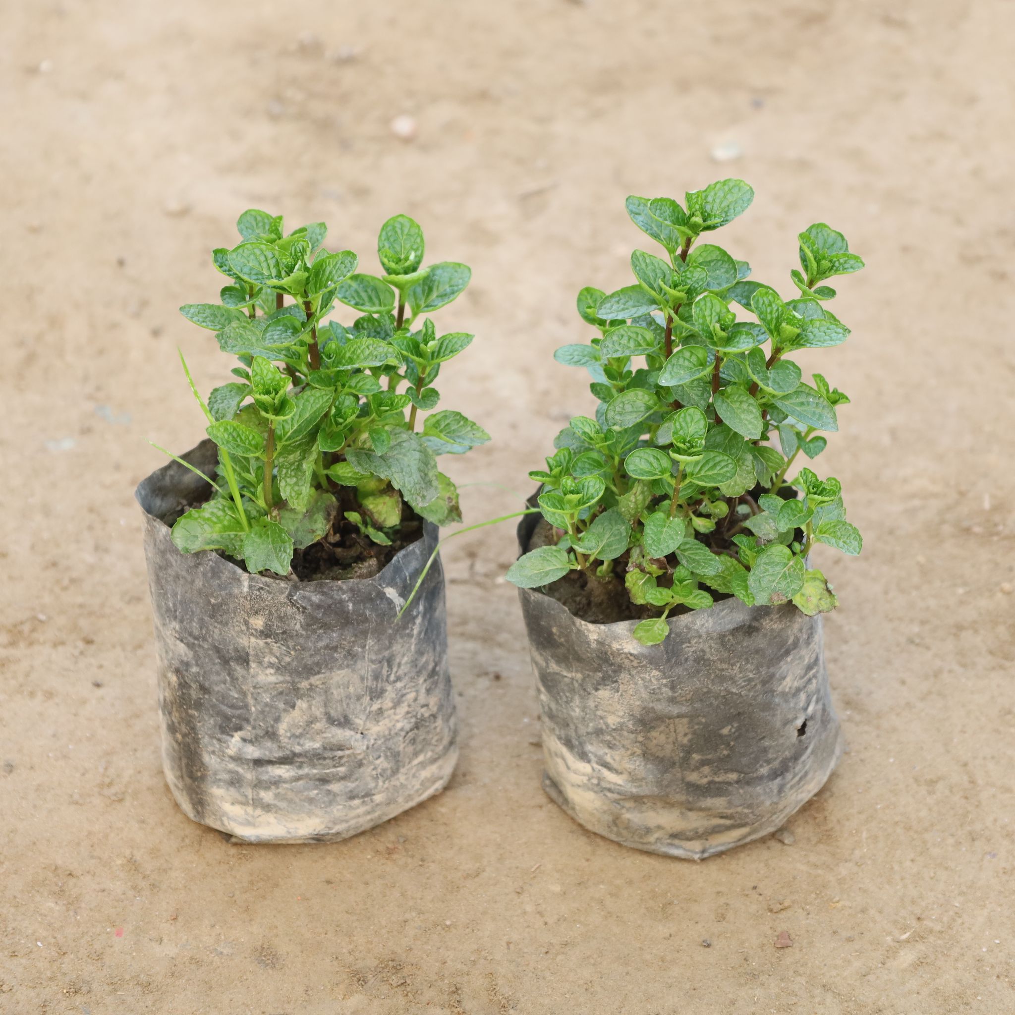 Set Of 2 - Mint / Pudina in 4 Inch Nursery Bag