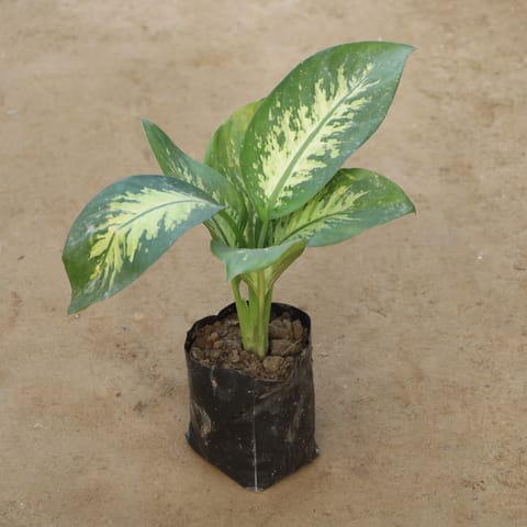 Dieffenbachia in 4 Inch Nursery Bag