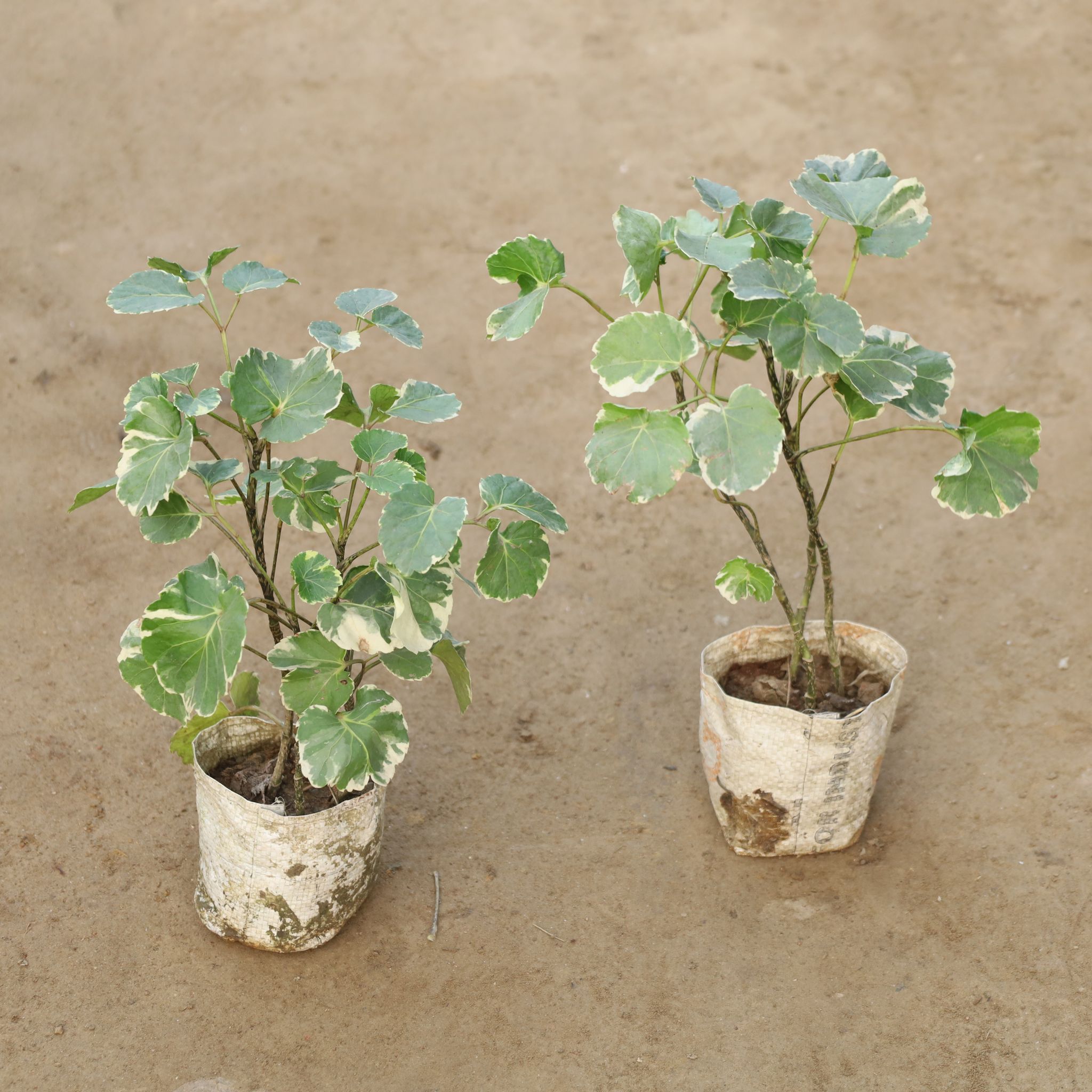 Set Of 2 - Aralia Apple Leaf in 4 Inch Nursery Bag