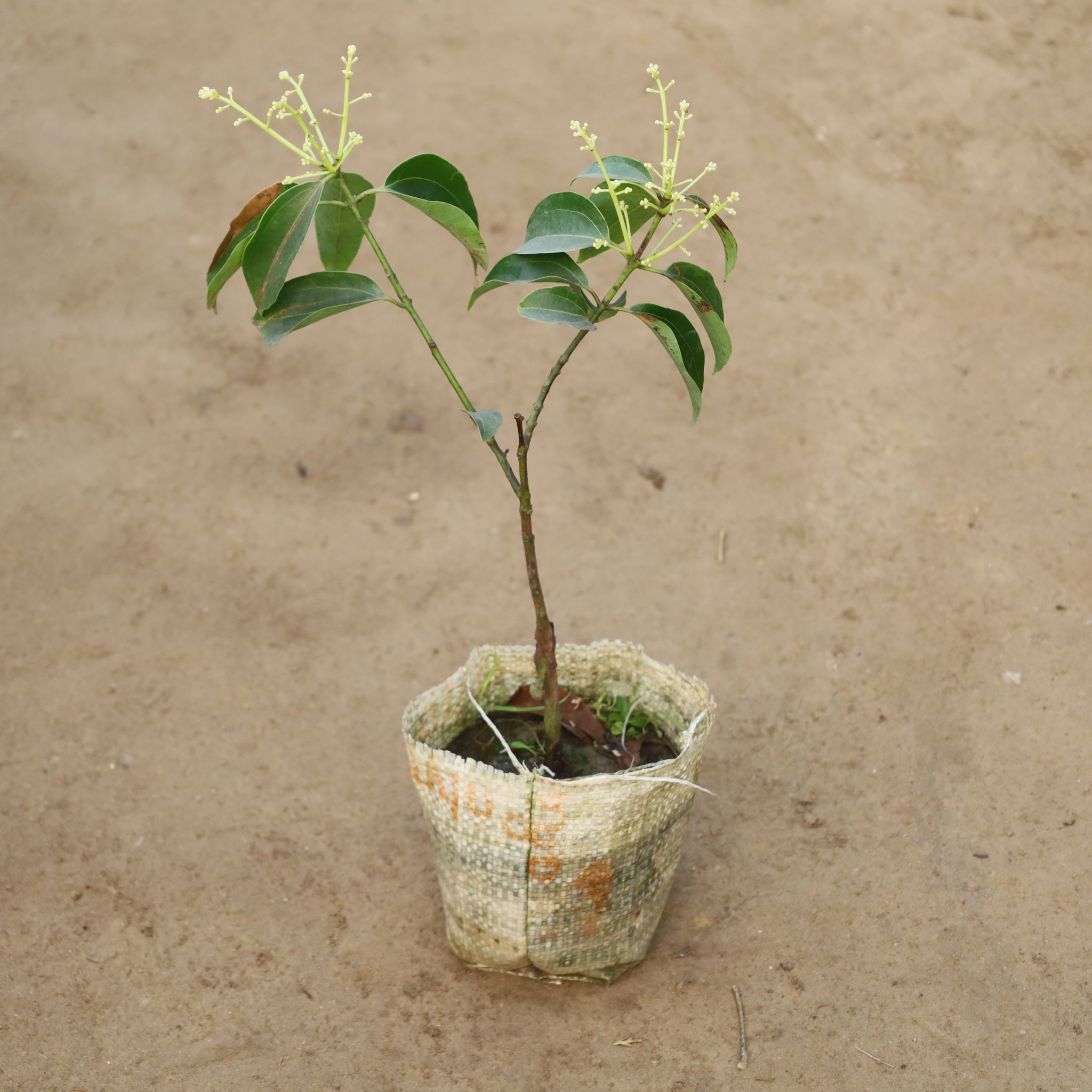 Dalchini / Cinnamon in 4 Inch Nursery Bag