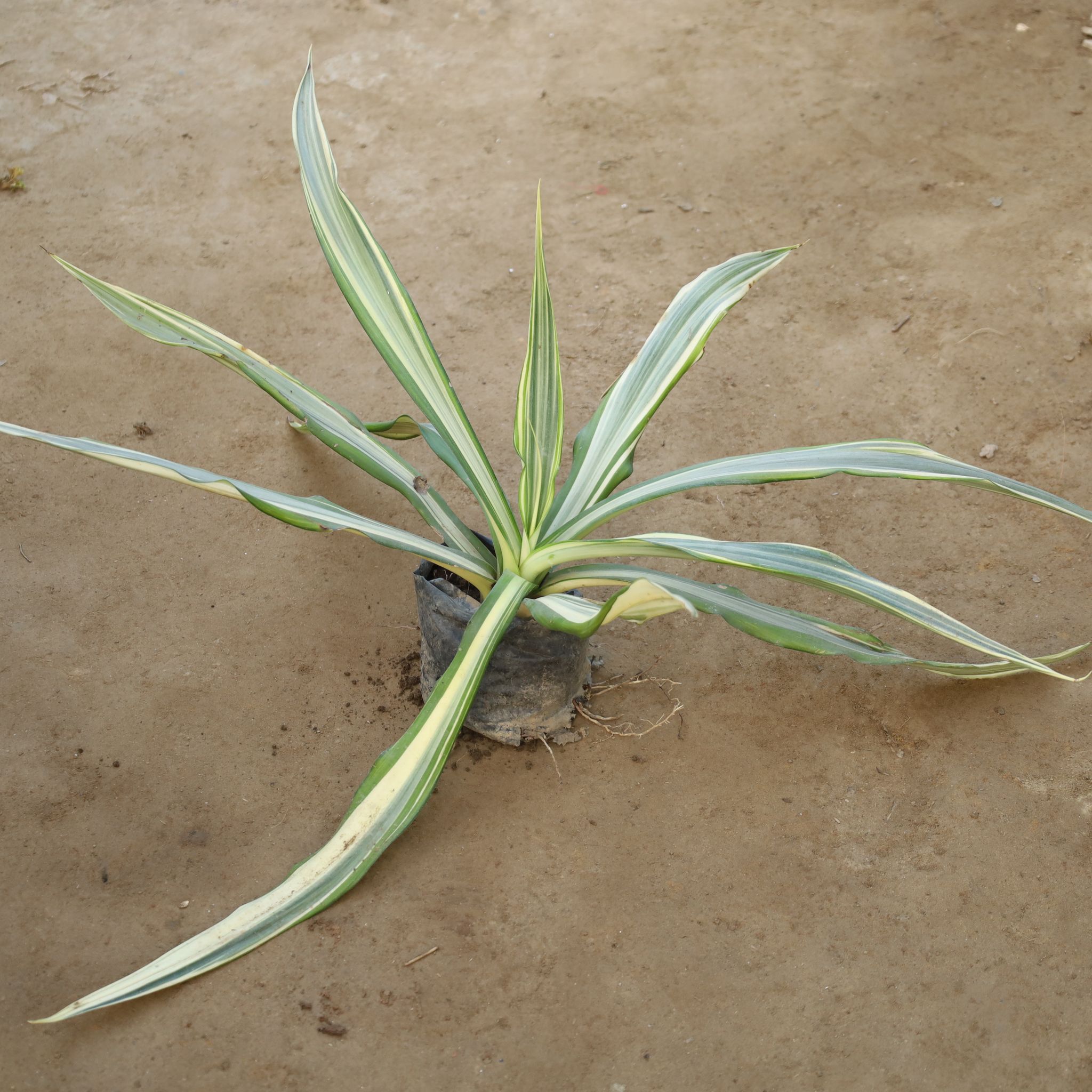 Furcraea / Furcaria in 8 Inch Nursery Bag