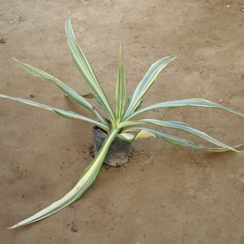 Furcraea / Furcaria in 8 Inch Nursery Bag