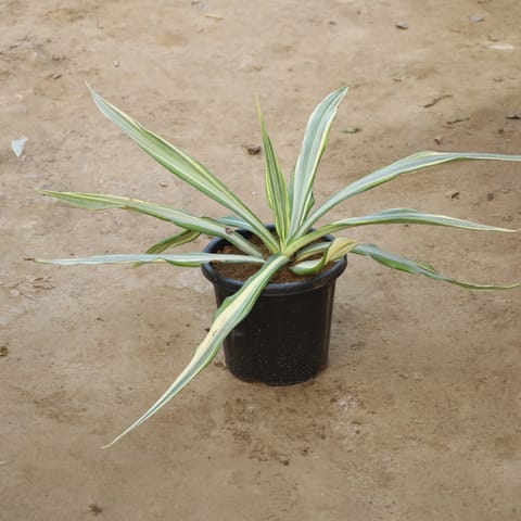 Furcraea / Furcaria in 10 Inch Nursery Pot