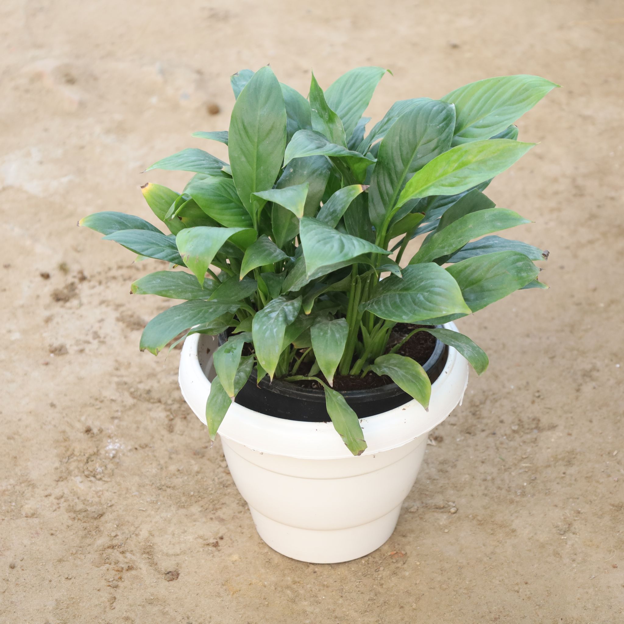 Peace Lily Bushy Mother Plant in 10 Inch White Classy Plastic Pot