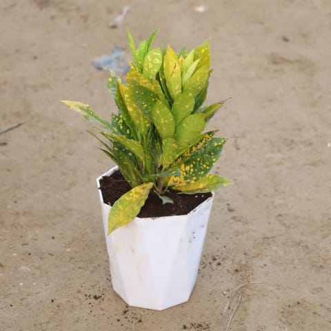 Baby Croton Gold Star in 6 Inch White Premium Diamanti Plastic Pot