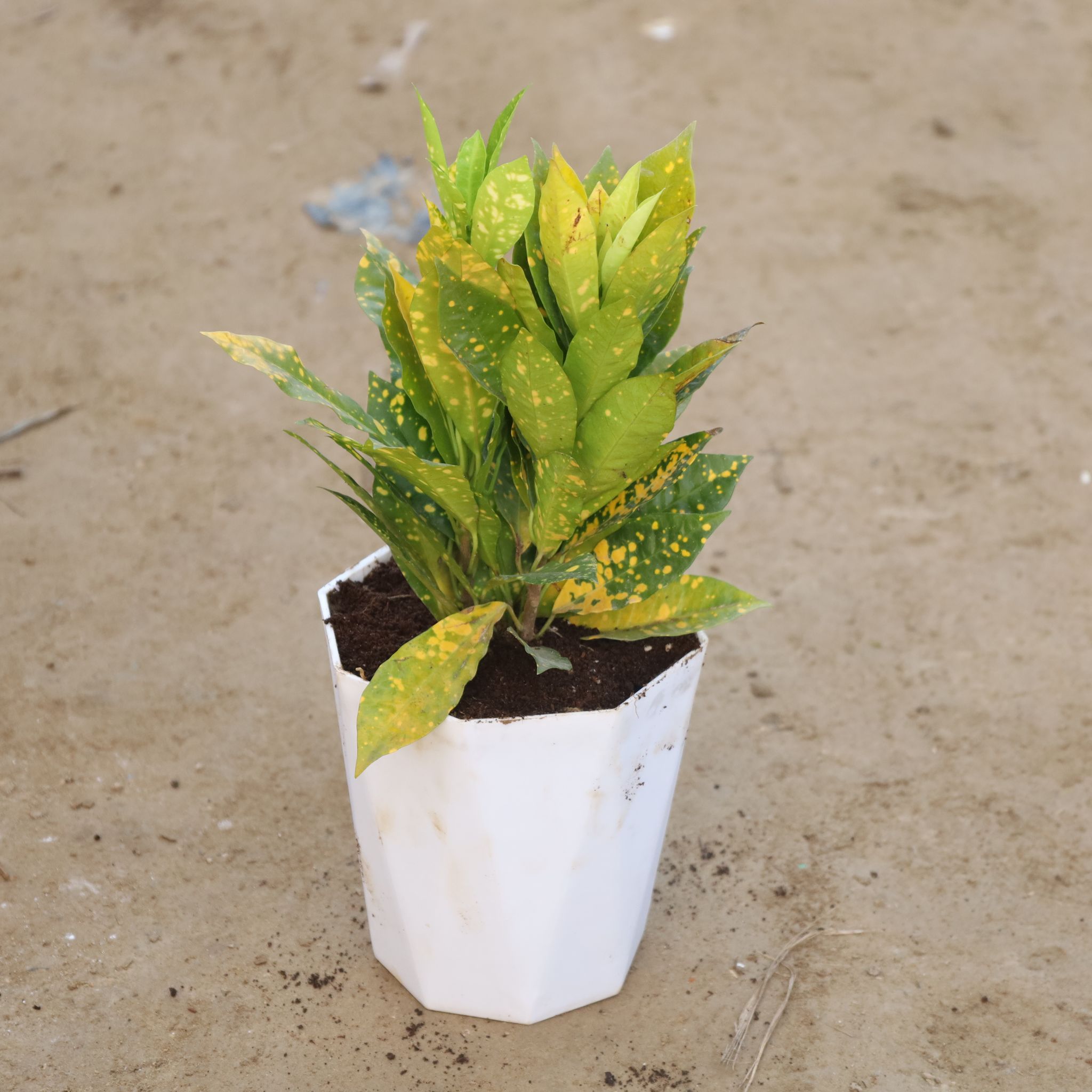Baby Croton Gold Star in 6 Inch White Premium Diamanti Plastic Pot