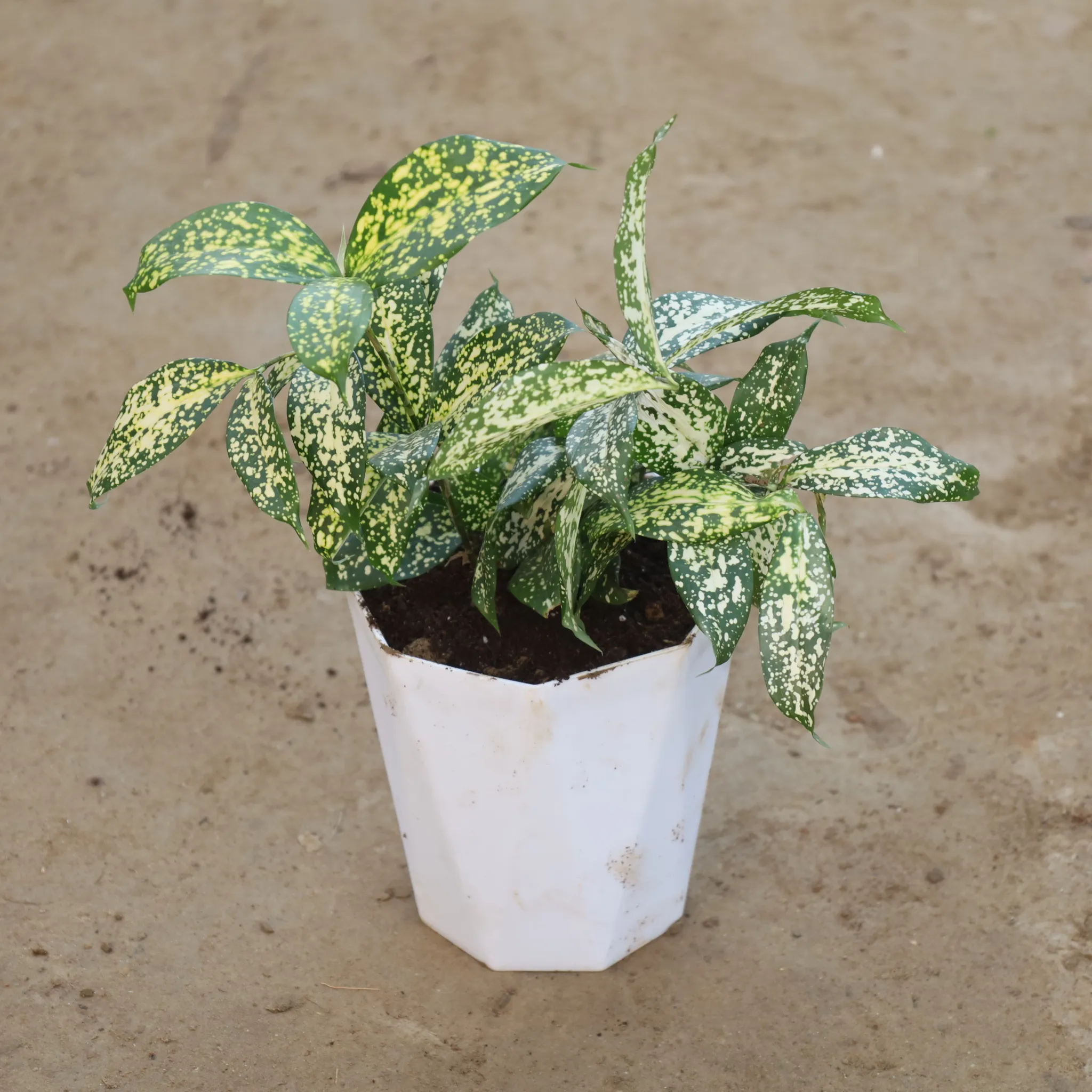 Dracaena Silver Dust in 6 Inch White Premium Diamanti Plastic Pot