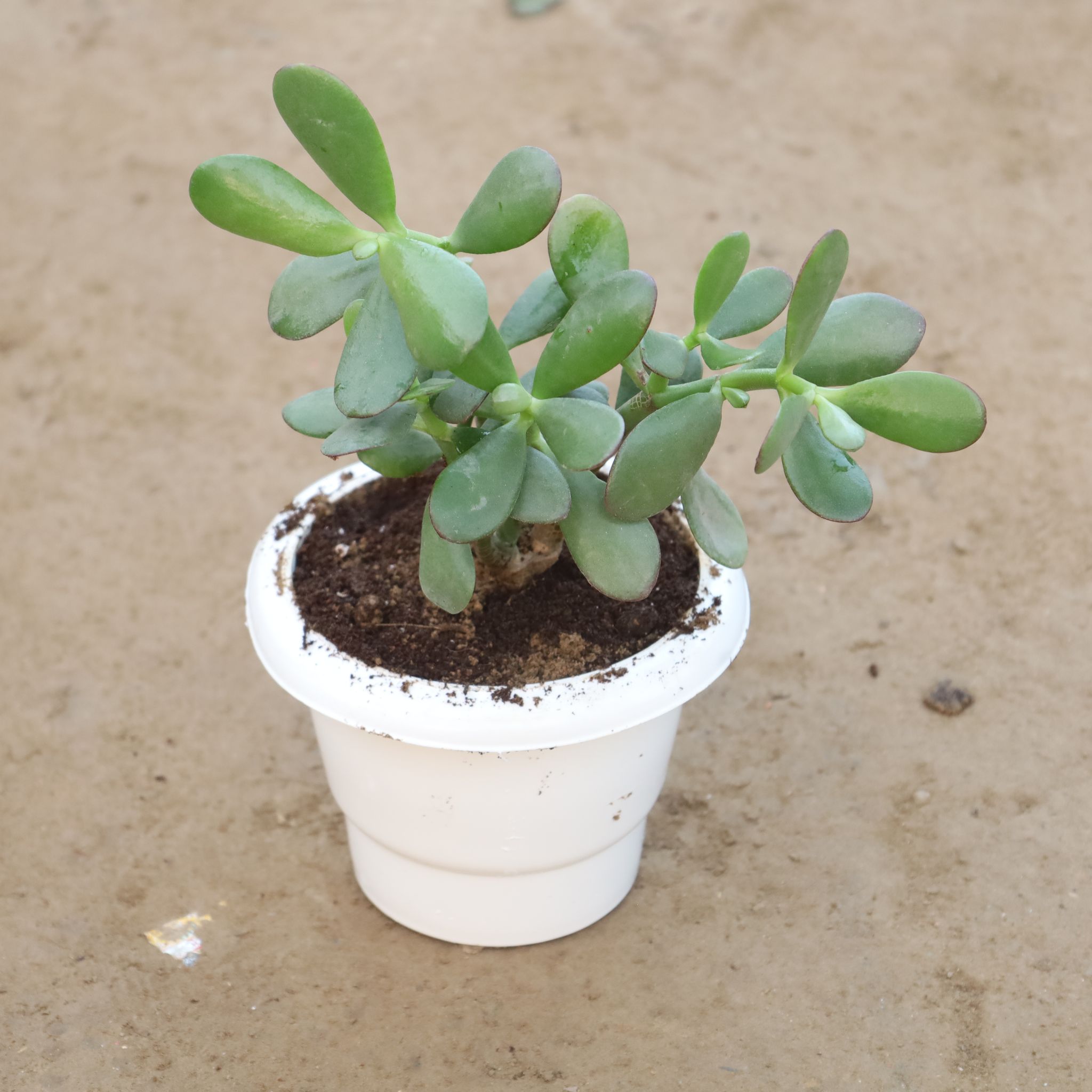 Crassula Ovata / Lucky Jade Plant in 6 Inch White Classy Plastic Pot