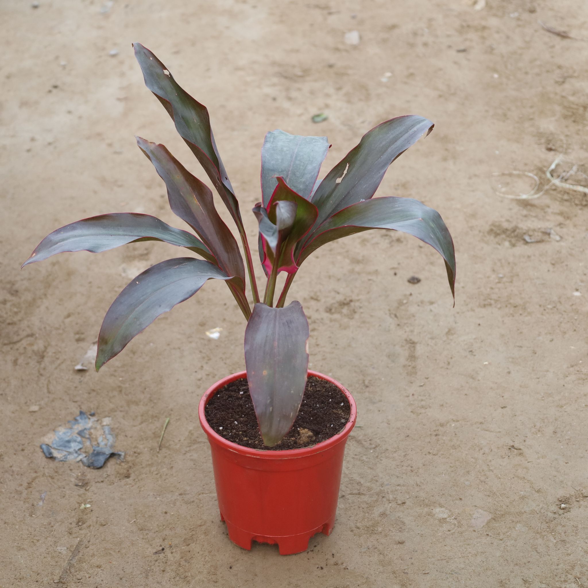 Dracaena Rosea in 6 Inch Red Nursery Pot