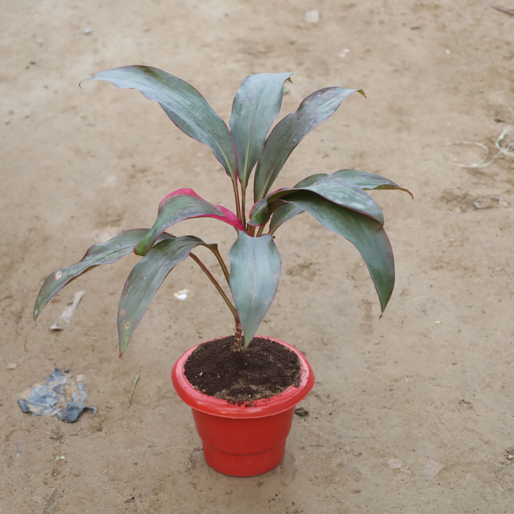 Dracaena Rosea in 6 Inch Red Classy Plastic Pot