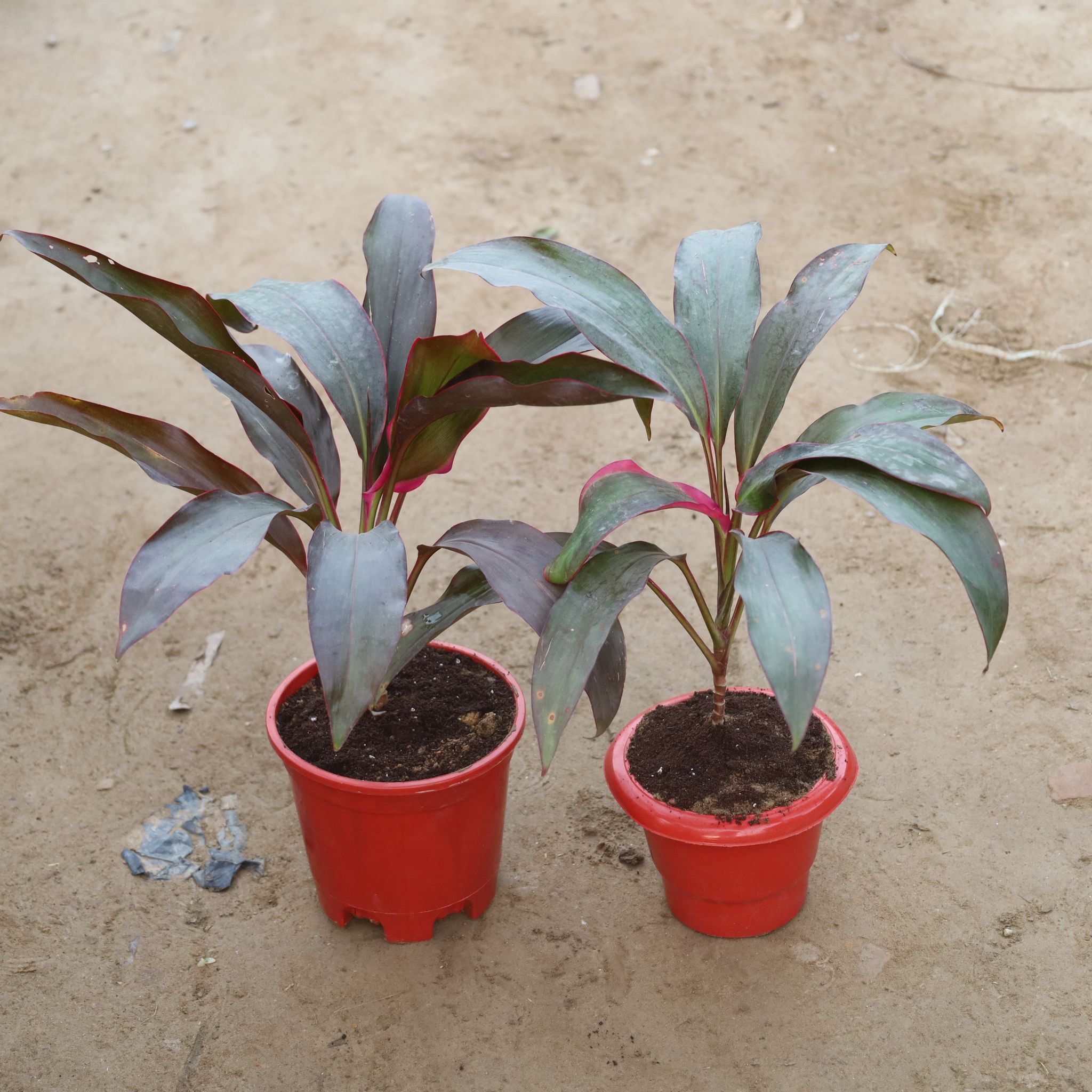 Set Of 2 - Dracaena Rosea in 6 Inch Red Classy Plastic Pot