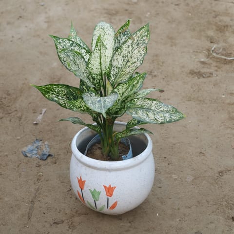 Aglaonema Snow White in 8 Inch Live Fresh Plant Matki Ceramic Pot (Any Design, Colour) in Mayur Vihar Phase 2