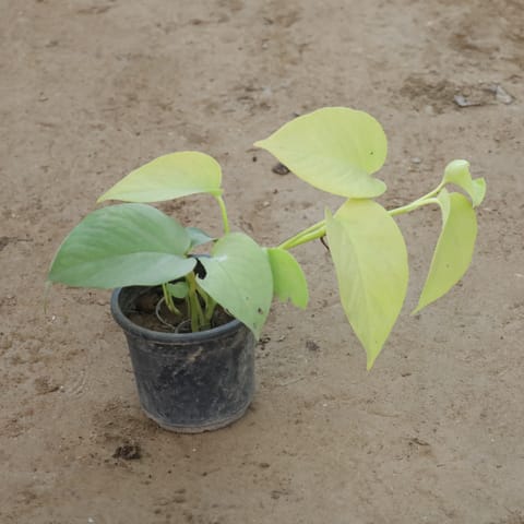 Money Plant Golden in 4 Inch Nursery Pot