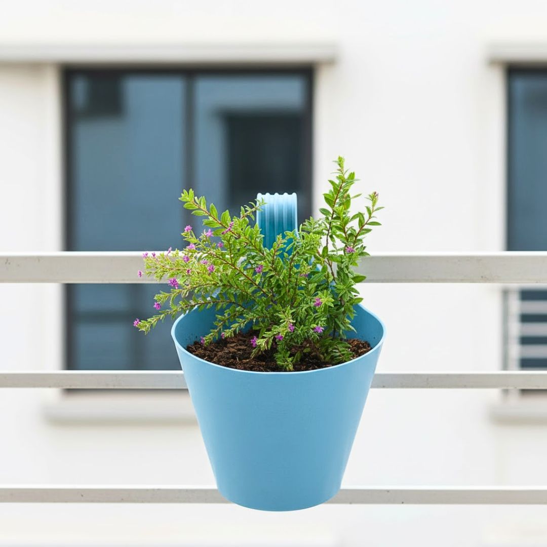 Cuphea / False Heather Pink in 8 Inch Blue Marble Single Hook Hanging Plastic Pot