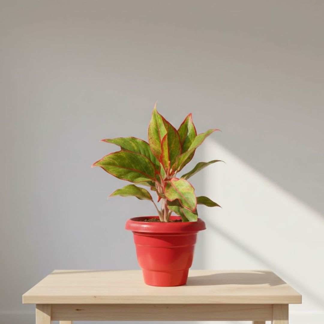 Aglaonema Lipstick in 8 Inch Terracotta Red Classy Plastic Pot