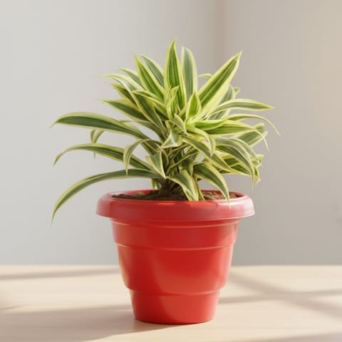 Song of India in 8 Inch Terracotta Red Classy Plastic Pot