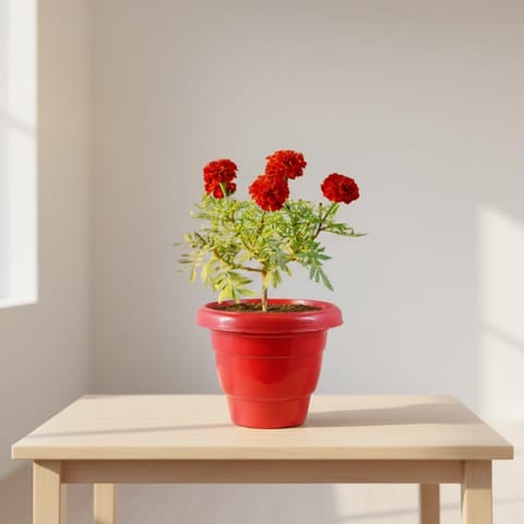 Marigold Jafri in 8 Inch Terracotta Red Classy Plastic Pot